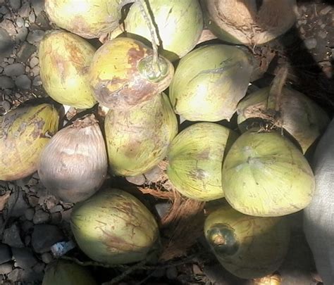 Mimpi dikasih 2 buah kelapa tua KOMPAS