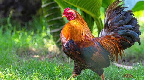 Mimpi dikasih ayam 2 ekor  Bisa jadi akan ada cobaan datang