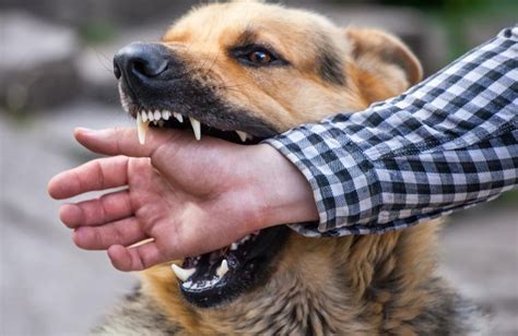 Mimpi dikejar anjing tapi lolos Sonora