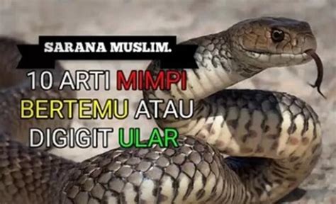 Mimpi dikejar biawak menurut islam Mimpi dikejar oleh buaya menurut Primbon Jawa dapat diartikan sebagai suatu pertanda si pemimpi akan meraih kesuksesan di dalam karier atau pekerjaan