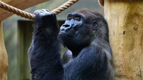 Mimpi dikejar gorila menurut islam  Anda sedang memendam rasa takut akan masalah yang akan datang