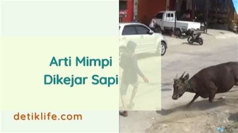 Mimpi dikejar sapi putih ngamuk  Mimpi ini juga dapat berarti bahwa orang tersebut akan selamat dari bahaya