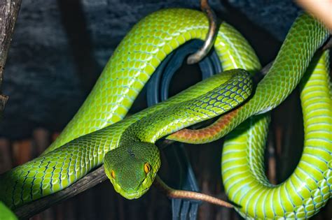 Mimpi dikejar ular hijau besar dan panjang  Yaitu kamu akan segera di lamar oleh seseorang