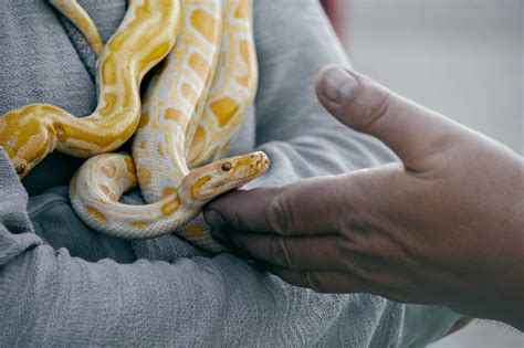 Mimpi dikejar ular kuning menurut islam  Pertanda tentang ular menurut primbon, menurut Islam, dan kepercayaan lainnya berbeda-beda