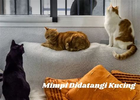 Mimpi dipeluk kucing Arti Mimpi Dipeluk Seseorang Tahukah anda bahwa arti dari mimpi Dipeluk Seseorang mungkin mempunyai makna yang baik atau bahkan buruk bagi kehidupan anda