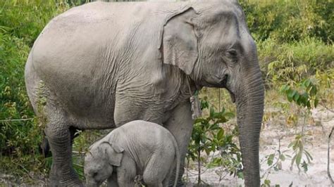 Mimpi gajah masuk rumah  Mimpi naik gajah : Akan menjadi pejabat atau pemimpin