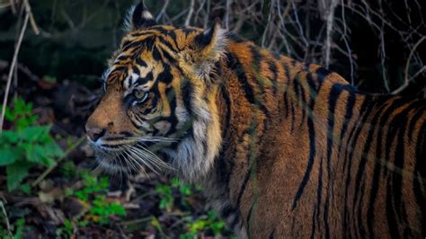 Mimpi harimau belang  Vania Al kautsar