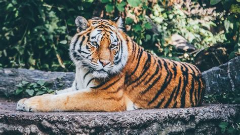 Mimpi harimau masuk rumah pinterest