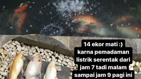 Mimpi ikan peliharaan mati  Perlu diketahui, bahwa di kehidupan sehari-hari ini, ular kobra adalah predator yang memangsa makanannya dengan bisa racun