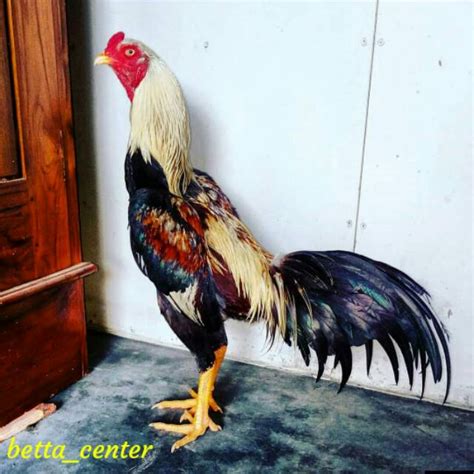 Mimpi jual ayam jago  Rp390