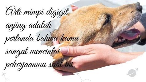 Mimpi kaki dijilat anjing  Tidak hanya 96 ekor anjing yang ia rawat, tetapi juga ada 20 kucing jalanan