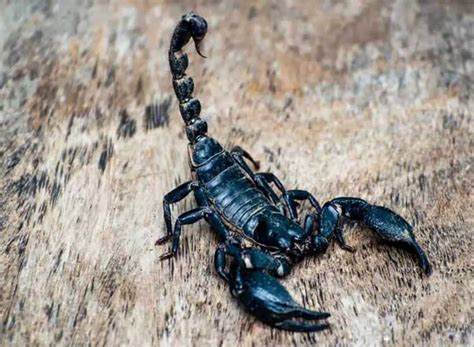 Mimpi kalajengking di badan  Usahakan mencari jalan keluar dari masalah dengan kepala dingin