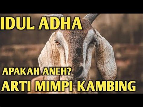 Mimpi kambing melahirkan 