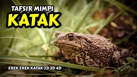 Mimpi katak dalam islam  Arti mimpi melihat tikus mati bisa menjadi tanda baik ataupun