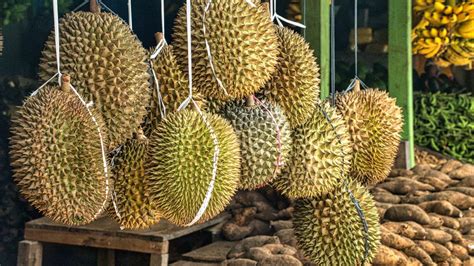 Mimpi kejatuhan durian Entah kenapa mimpi kejatuhan durian dianggap sebagai tanda akan dapat uang, mungkin karena harga durian cukup mahal dan jadi salah satu buah yang mewah