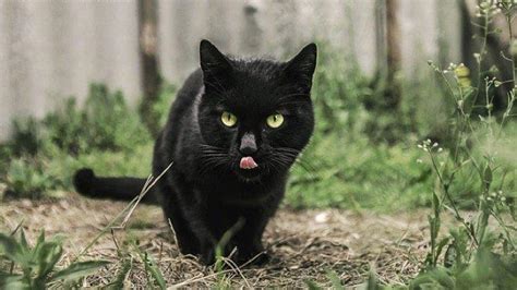 Mimpi kucing hitam mati  Jika anda mengalami mimpi dimana anda melihat kucing hitam sedang tidur, itu artinya orang-orang di sekitar anda melihat anda sebagai orang yang sangat baik