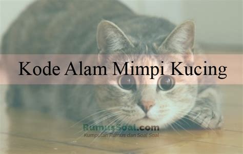 Mimpi kucing meninggal Ini 12 Tanda-Tanda Kucing Mau Mati yang Biasa Terjadi