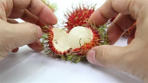 Mimpi makan buah rambutan manis  Untuk itu, asupan buah rambutan sendiri sebenarnya tak perlu dihindari