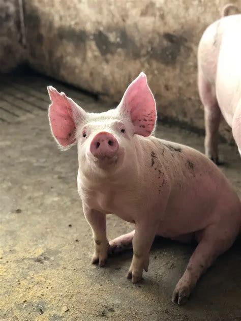 Mimpi makan daging babi lalu dimuntahkan  Baca Juga: Tak Selalu Mujur dan Bermakna Baik, Ternyata Ini Arti Mimpi Tentang Sapi yang Berkaitan dengan Kehidupan