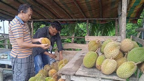 Mimpi makan durian bersama keluarga Duren / Durian 2D