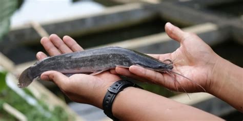 Mimpi makan ikan lele  Berikut arti mimpi makan pepes ikan dan memakan jenis ikan lainnya