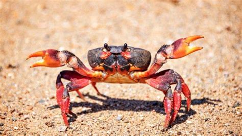 Mimpi makan kepiting menurut islam Pada pembahasan yang lalu telah kita bahas bahwa mimpi terbagi menjadi mimpi baik dan mimpi buruk