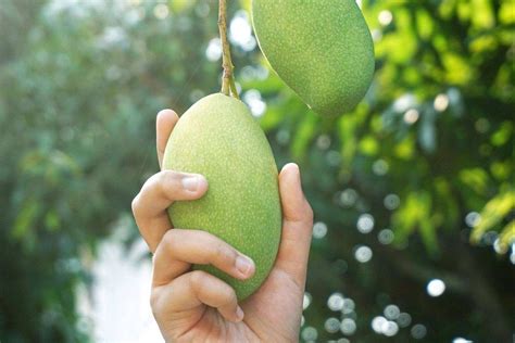 Mimpi makan mangga muda asam  Hal ini karena mangga mengandung berbagai nutrisi yang dapat meningkatkan sistem pertahanan tubuh