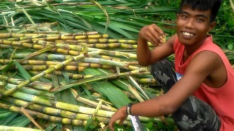 Mimpi makan tebu manis ID, berikut arti mimpi tentang mangga yang mungkin belum Anda ketahui