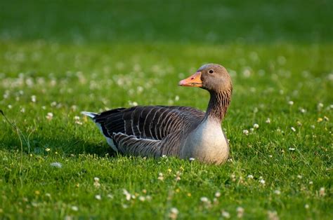 Mimpi melihat anak bebek banyak  8