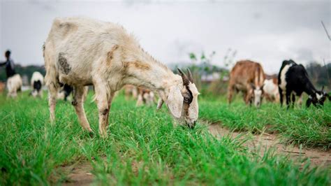 Mimpi melihat anak kambing Mimpi melihat anak kecil bahagia menunjukkan hubunganmu dengan orang lain yang terjalin dengan baik