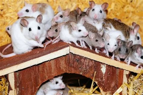 Mimpi melihat banyak anak tikus  Lihat arti mimpi: 12:Arti Mimpi Melihat Banyak Tikus Keluar dari Rumah