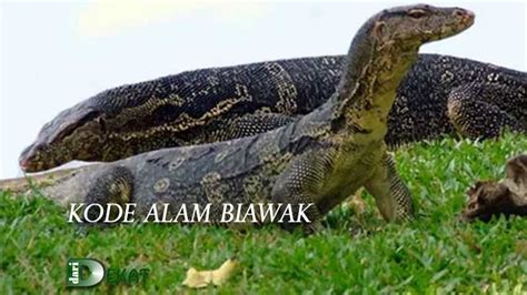 Mimpi melihat biawak com - Biawak adalah reptil yang memiliki ukuran tubuh menengah dan juga besar