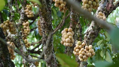 Mimpi melihat buah duku di pohon  Kandungan fosfor dalam buah duku berkhasiat untuk menjaga kesehatan dan kekuatan gigi