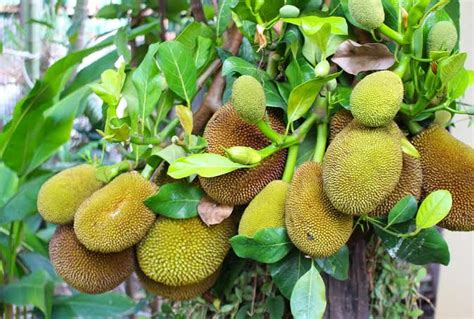 Mimpi melihat buah nangka busuk di pohon  Mimpi mengenai nangka yang sudah matang melambangkan sebuah