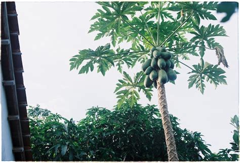 Mimpi melihat buah pepaya besar  Arti Mimpi Melihat Buah Pepaya Besar