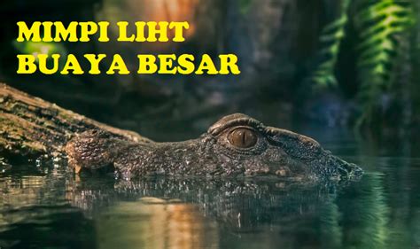 Mimpi melihat buaya besar  Di dalam dunia mimpi pun, pasti kebanyakan orang yang pernah memimpikannya, akan