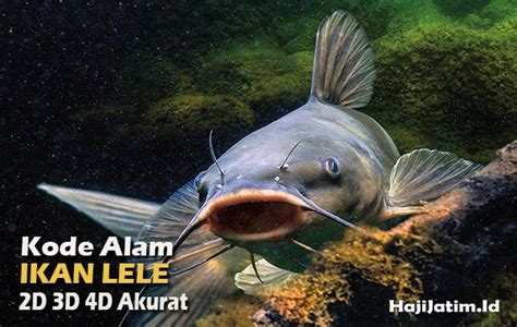 Mimpi melihat ikan lele mati  Mimpi Dibunuh oleh Ikan Kelebihan dan Kekurangan Mimpi Ikan Menurut Islam