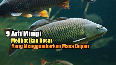 Mimpi melihat ikan mas kuning besar  12