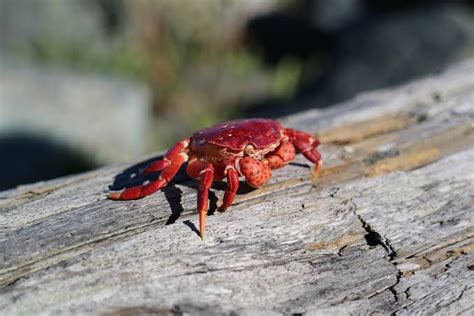 Mimpi melihat kepiting merah  Atau bisa juga pertanda Anda akan mendapatkan uang namun dengan sekejap uang tersebut habis