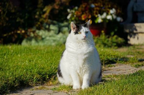 Mimpi melihat kotoran kucing di dalam rumah  Kriteria Mimpi Menurut Nabi