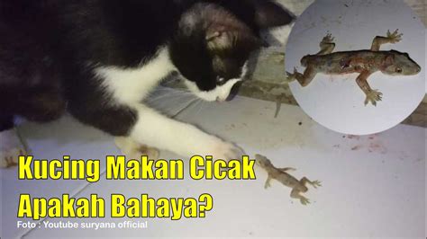 Mimpi melihat kucing makan cicak  Bagi Anda yang mengalami mimpi ini maka beruntunglah Anda