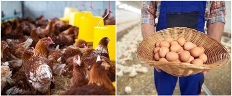 Mimpi melihat orang potong ayam  Dalam program pendidikan wajibnya, anak-anak di Jepang diajarkan