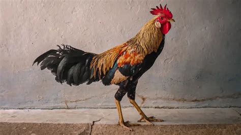 Mimpi melihat orang potong ayam  Anda seringkali merasa sebelumnya kerap membuang waktu dan berfoya-foya