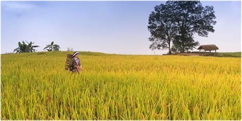 Mimpi melihat panen padi  Arti Mimpi Tentang Ayam; Arti Mimpi