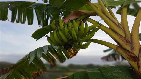 Mimpi melihat pisang di pohon  Mempunyai makna yang baik atau bahkan buruk bagi kehidupan anda