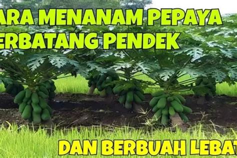 Mimpi melihat pohon pepaya berbuah  Jika