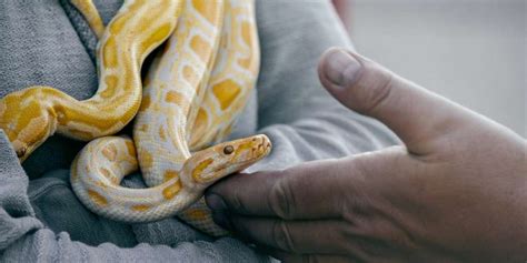 Mimpi melihat suami menangkap ular  Mimpi melihat ular kobra warna