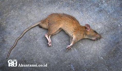 Mimpi melihat tikus mati  Mimpi membunuh tikus