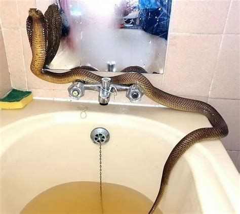 Mimpi melihat ular kobra di kamar mandi  Tetapi mimpi ini juga mempunyai berbagai arti lain