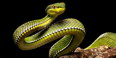 Mimpi melihat ular kobra hitam besar togel  Source: artimimpimimpimu